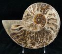 Choffaticeras (Daisy Flower) Ammonite #12455-4